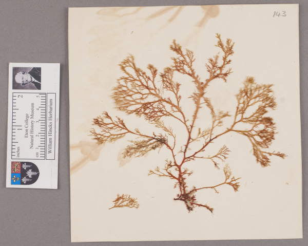 NHM_HH_1.143-2010 image NHM_HH_1.143-2010