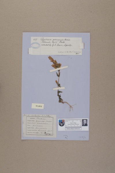 NHM_HH_19.75-2010 image NHM_HH_19.75-2010