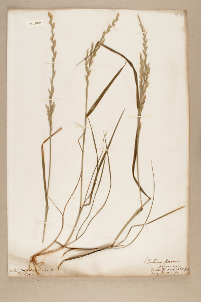 NHM_HH_34.20-2010 image NHM_HH_34.20-2010