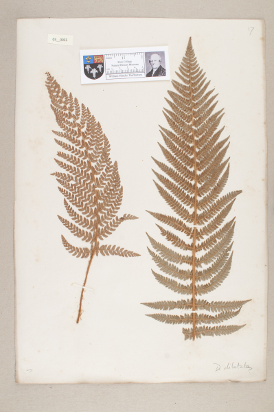 NHM_HH_5.55-2010 image NHM_HH_5.55-2010