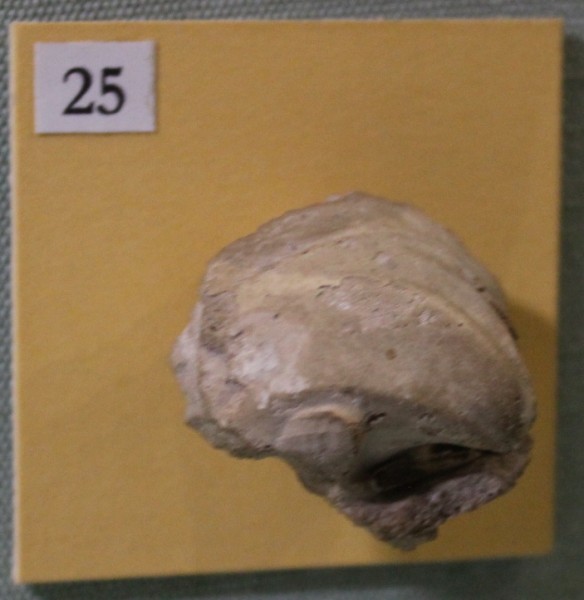 NHM.486-2017 image NHM.486-2017