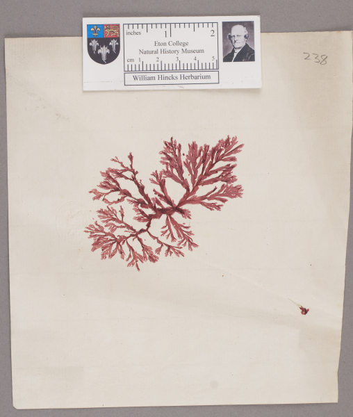 NHM_HH_1.238-2010 image NHM_HH_1.238-2010