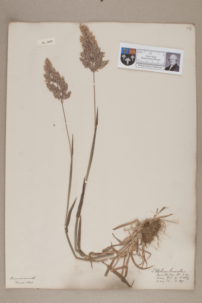 NHM_HH_35.25-2010 image NHM_HH_35.25-2010