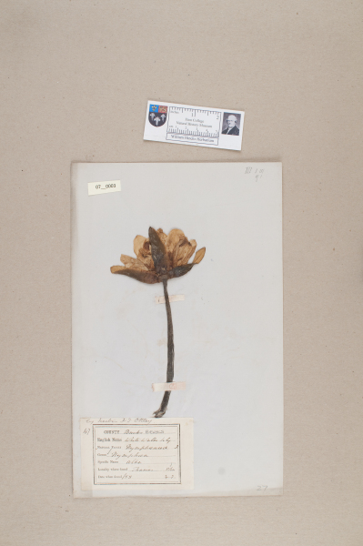 NHM_HH_7.3-2010 image NHM_HH_7.3-2010