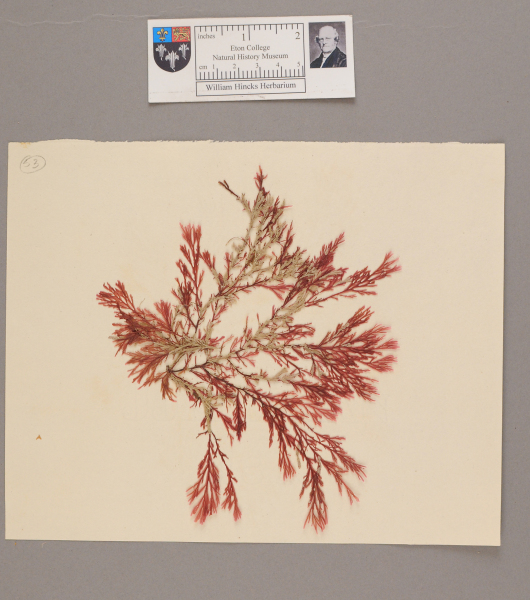 NHM_HH_1.53-2010 image NHM_HH_1.53-2010