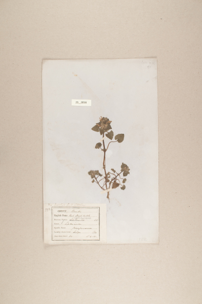 NHM_HH_23.16-2010 image NHM_HH_23.16-2010