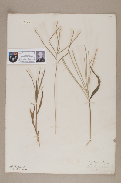 NHM_HH_36.37-2010 image NHM_HH_36.37-2010