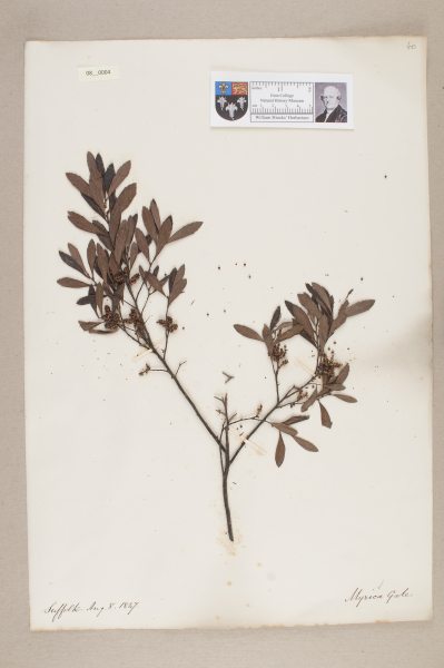 NHM_HH_8.4-2010 image NHM_HH_8.4-2010