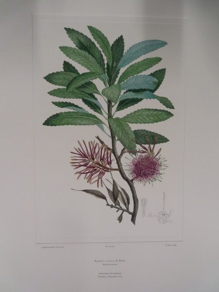 image FDA-E.2916_26_5-2016