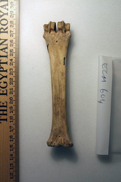 ECM.604-2010-B image ECM.604-2010-B