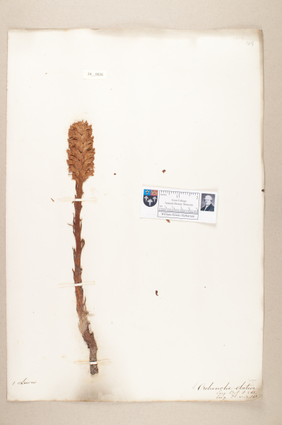 NHM_HH_24.26-2010 image NHM_HH_24.26-2010