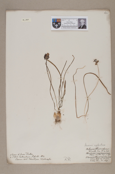 NHM_HH_38.27-2010 image NHM_HH_38.27-2010