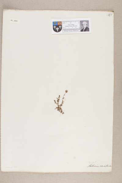 NHM_HH_9.34-2010 image NHM_HH_9.34-2010