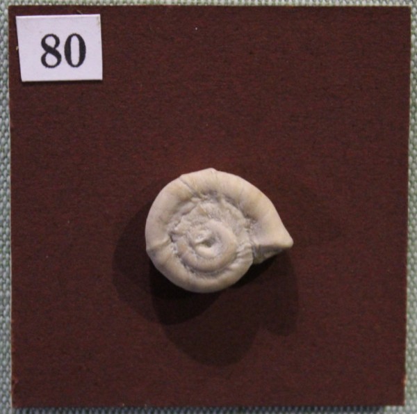 NHM.541-2017 image NHM.541-2017