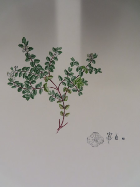 FDA-E.2916_32_22-2016-A image FDA-E.2916_32_22-2016-A