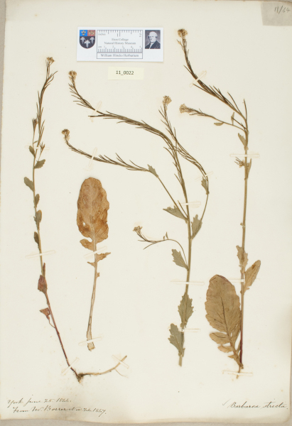 NHM_HH_11.22-2010 image NHM_HH_11.22-2010