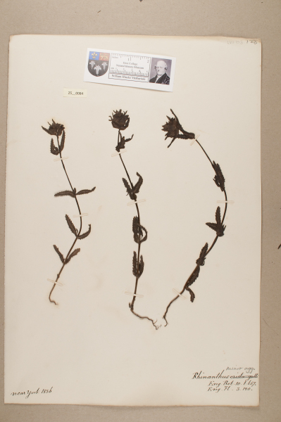 NHM_HH_25.84-2010 image NHM_HH_25.84-2010