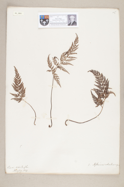 NHM_HH_4.61-2010 image NHM_HH_4.61-2010