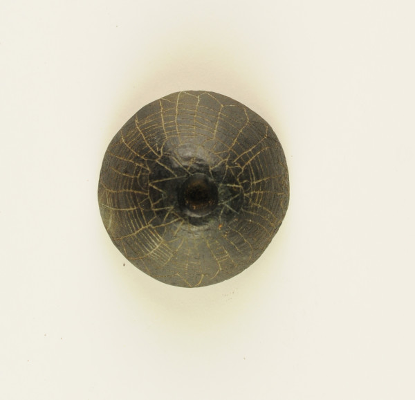 NHM-HT.113-2014 image NHM-HT.113-2014