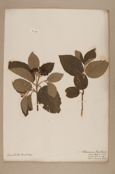 NHM_HH_26.77-2010 image NHM_HH_26.77-2010