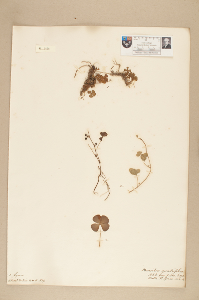 NHM_HH_41.101-2010 image NHM_HH_41.101-2010