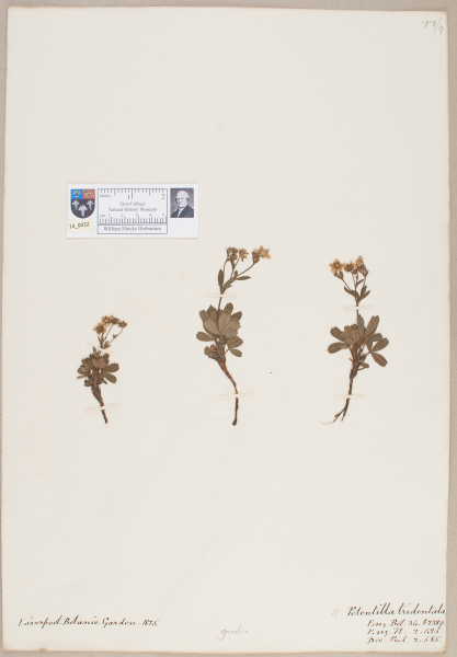 NHM_HH_13.32-2010 image NHM_HH_13.32-2010