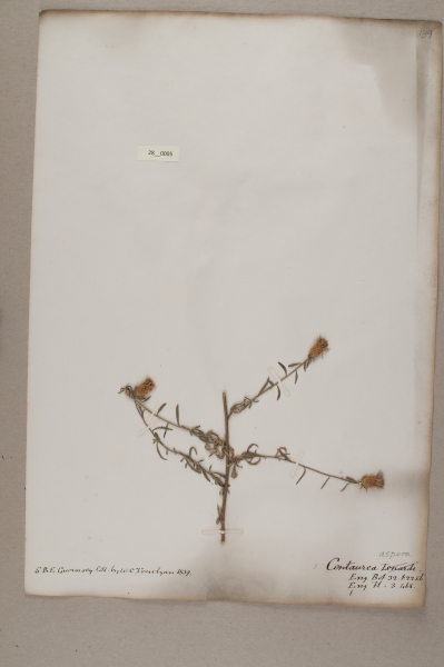 NHM_HH_28.5-2010 image NHM_HH_28.5-2010