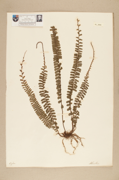 NHM_HH_41.36-2010 image NHM_HH_41.36-2010