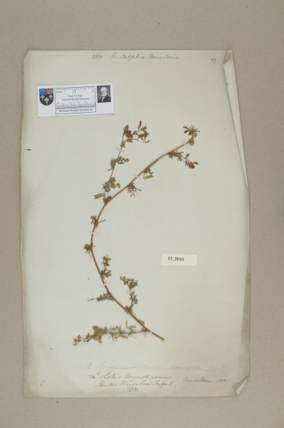 NHM_HH_15.10-2010 image NHM_HH_15.10-2010