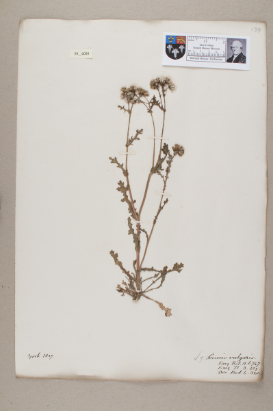 NHM_HH_29.59-2010 image NHM_HH_29.59-2010