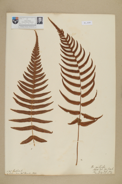 NHM_HH_42.126-2010 image NHM_HH_42.126-2010