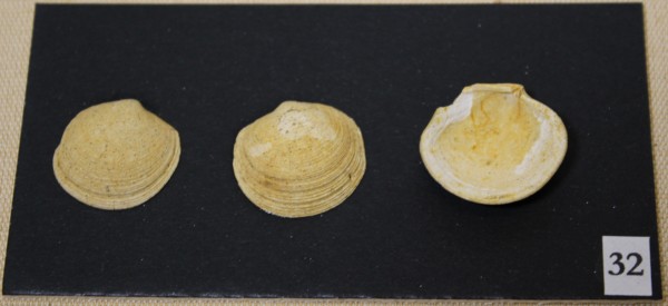 NHM-FT.32__-2016 image NHM-FT.32__-2016