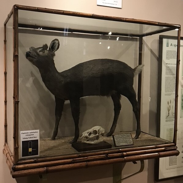 image FDA-A.2172-2020