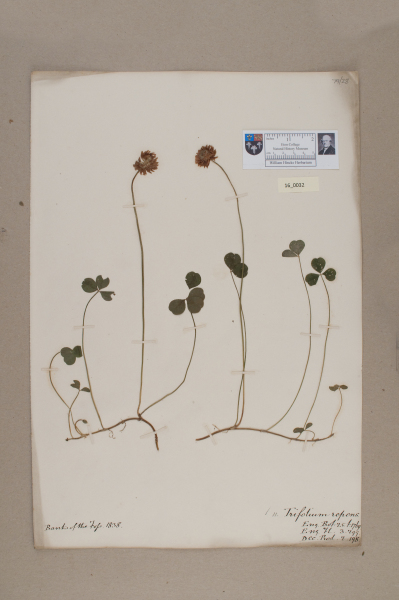 NHM_HH_16.32-2010 image NHM_HH_16.32-2010