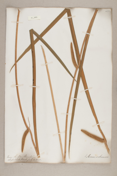 NHM_HH_31.1-2010 image NHM_HH_31.1-2010