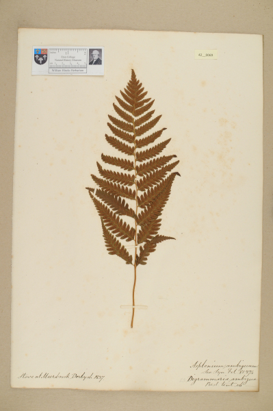 image NHM_HH_42.69-2010