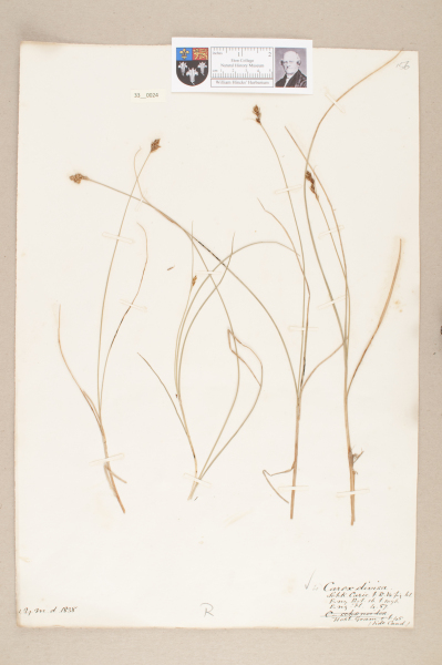 NHM_HH_33.24-2010 image NHM_HH_33.24-2010