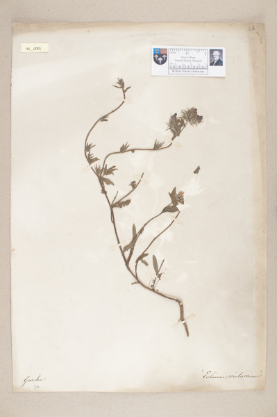 NHM_HH_44.1-2010 image NHM_HH_44.1-2010