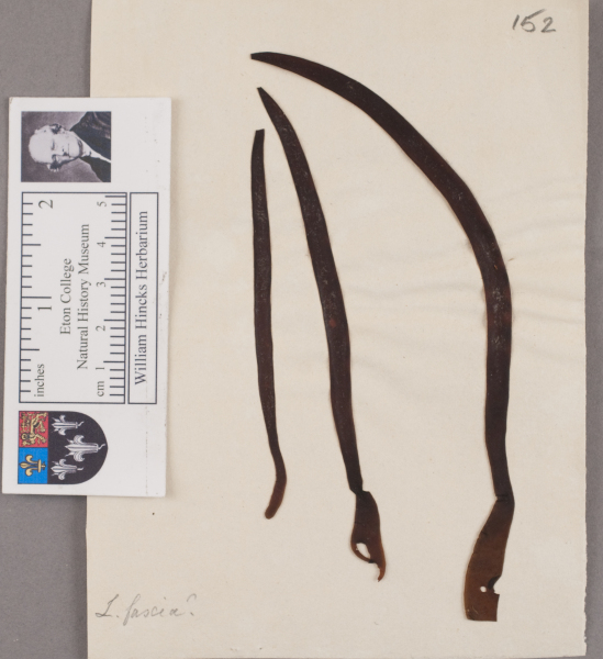 NHM_HH_1.152-2010 image NHM_HH_1.152-2010