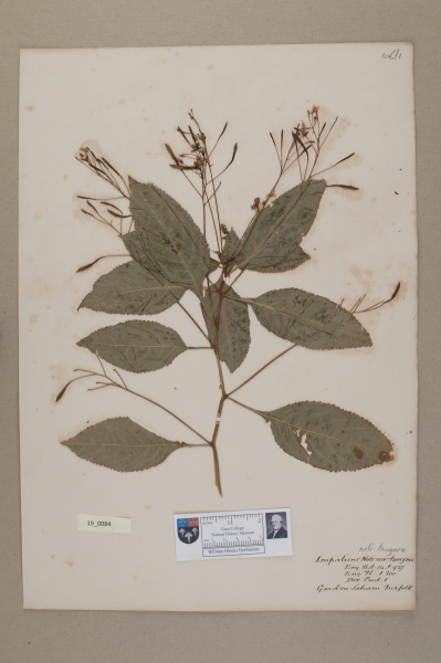 NHM_HH_19.84-2010 image NHM_HH_19.84-2010