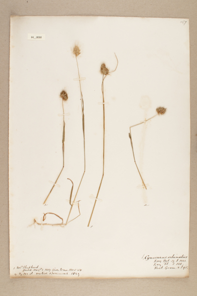 NHM_HH_34.30-2010 image NHM_HH_34.30-2010