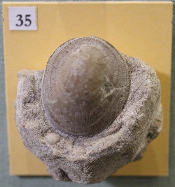 NHM.496-2017 image NHM.496-2017