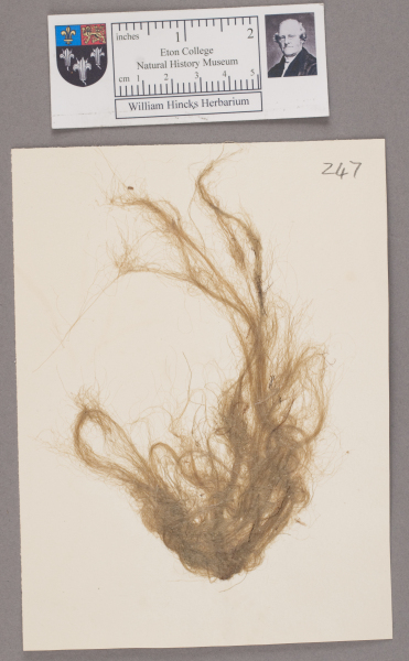 NHM_HH_1.247-2010 image NHM_HH_1.247-2010