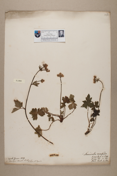 NHM_HH_21.4-2010 image NHM_HH_21.4-2010