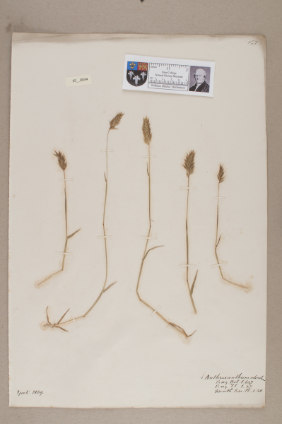 NHM_HH_35.34-2010 image NHM_HH_35.34-2010