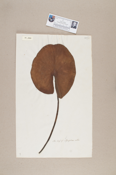 NHM_HH_7.4-2010 image NHM_HH_7.4-2010