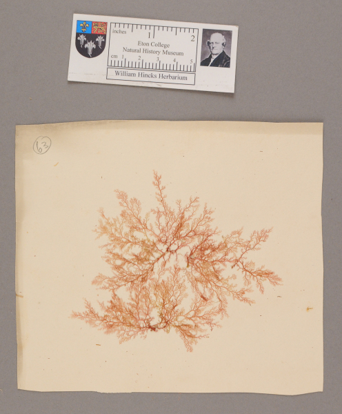 NHM_HH_1.63-2010 image NHM_HH_1.63-2010