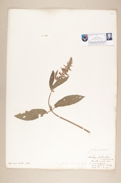 NHM_HH_23.25-2010 image NHM_HH_23.25-2010