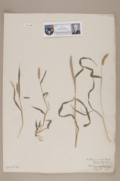 NHM_HH_36.46-2010 image NHM_HH_36.46-2010