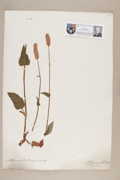 NHM_HH_8.49-2010 image NHM_HH_8.49-2010